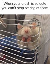 Image result for Stressed Mouse Meme