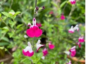 Image result for Salvia Cherry Lips