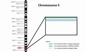 Image result for chromosom_5