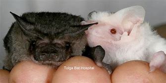 Image result for Albino Bat Color