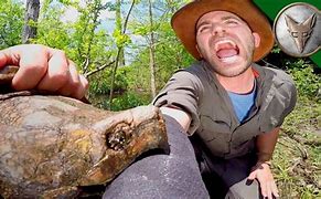 Image result for Snapping Turtle Bite Strength