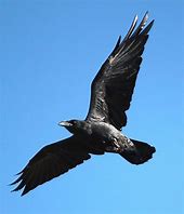 Image result for corvus