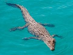 Image result for Crocodile