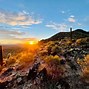 Image result for Cactus Trees in Arizona