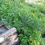 Image result for Wood Green Button Plant