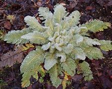 Image result for Meconopsis paniculata