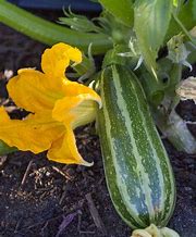 Image result for Types of Garden Squash