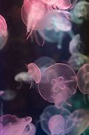 Image result for Underwater Desktop