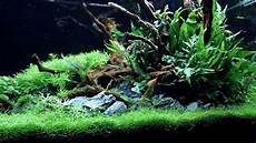 ada aquascape aquascape ada 90p a come true update 70 days ada aquascape aquascape ada 90p a come true update 70 days