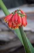 Image result for Bush Lily