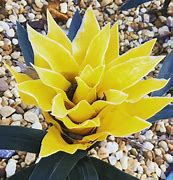 Image result for Spiky Plant with Yellow Flowers
