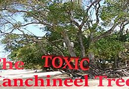 Image result for Manchineel Tree Injury