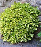 Image result for Aucuba japonica Crotonifolia