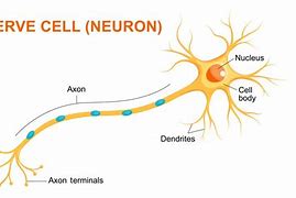 Image result for Nerve Cell GCSE