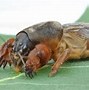 Image result for How Long Do Crickets Live