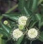 Afbeeldingsresultaten voor Cephalanthus occidentalis