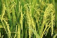 Image result for GMO Rice