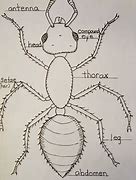 Image result for Insect Diagram for Kids