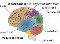 Image result for Brain Model