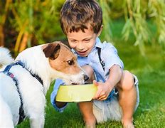 Image result for Kindness to Animals