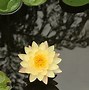 Image result for Flor Lotus