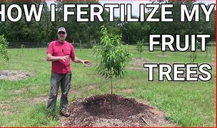 Image result for Fertilizing Fruit Trees