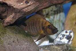 Image result for altolamprologus_compressiceps