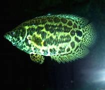 Image result for Large Freshwater Aquarium Fish