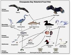 Image result for Bird Food Chain