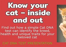 Image result for Cat Meme No DNA Test Needed
