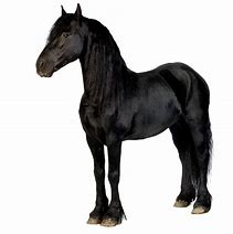 Image result for Friesian Horse Silhouette