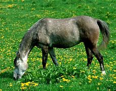 Image result for Dog Wallpaper HD and Horse