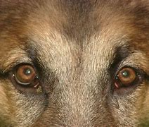 Image result for German Shepherd Nose