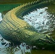Image result for The World Largest Animals
