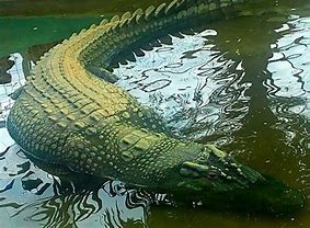 Image result for Largest Crocodile Ever Found
