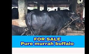 Image result for Pure Murah