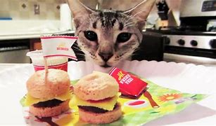 Image result for Cheezburger Girl