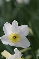 Image result for Narcissus Segovia