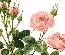 Image result for Victorian Rose Clip Art