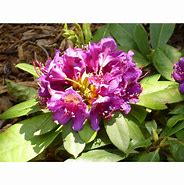Image result for Rhododendron (P) Rasputin