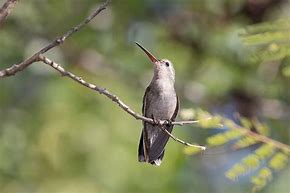 Image result for Cynanthus Trochilidae