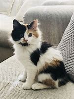 Image result for Cute Calico Cat