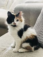 Image result for Calico Cats Kittens