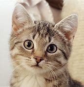 Image result for Gambar Kucing