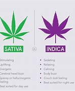 Image result for Delta 8 Sativa vs Indica