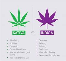 Image result for Indica vs Sativa Leaf Shape