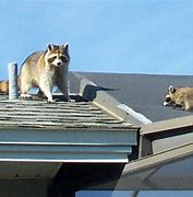 Image result for Raccoon On Roof at Night