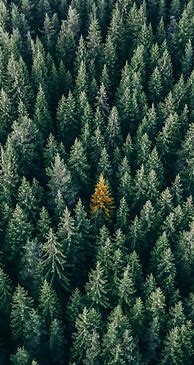 Image result for Pine Tree Phone Wallpaper