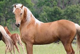 Image result for Morgan Horse Cross