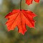 Image result for Flame Maple